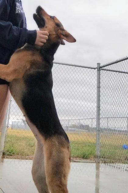 Kira, Adoptable, Adult Female German Shepherd Dog & Mixed Breed.