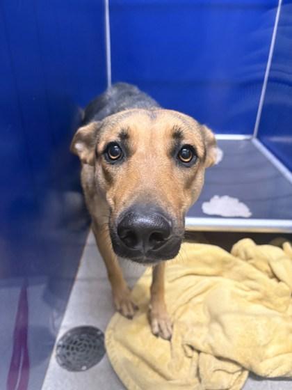 Kira, a Adoptable mixed breed in Beatrice, NE image 2/3