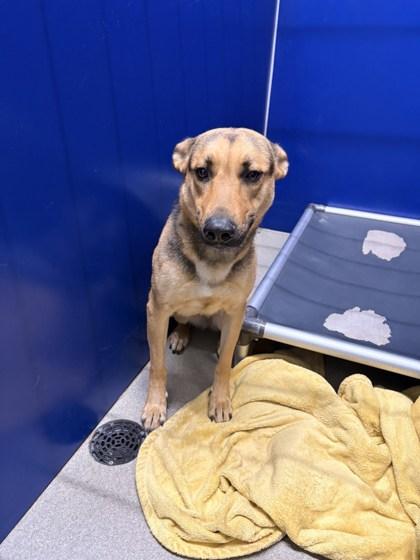 Kira, a Adoptable mixed breed in Beatrice, NE image 3/3