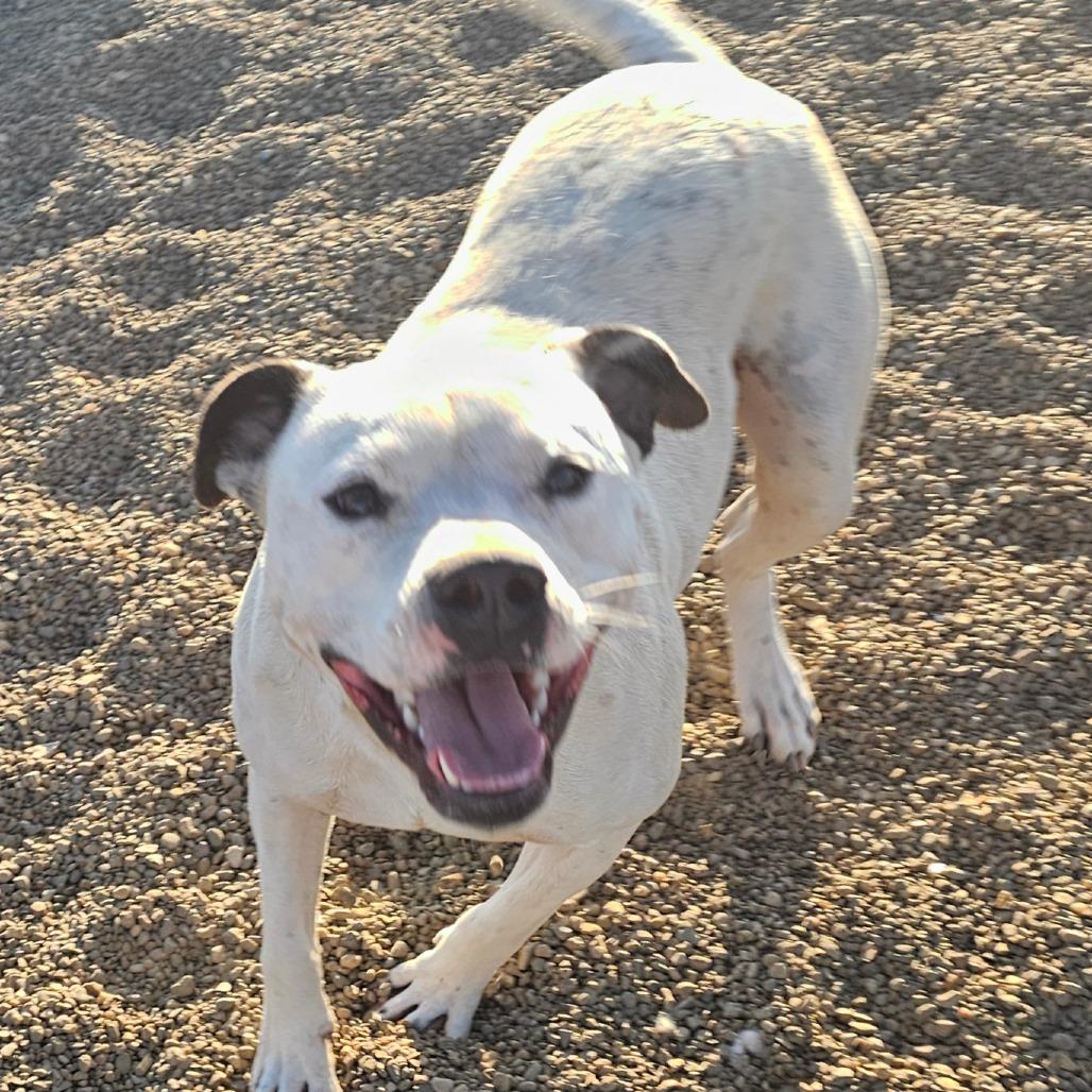 Casey, Adoptable, Adult Male American Bulldog.