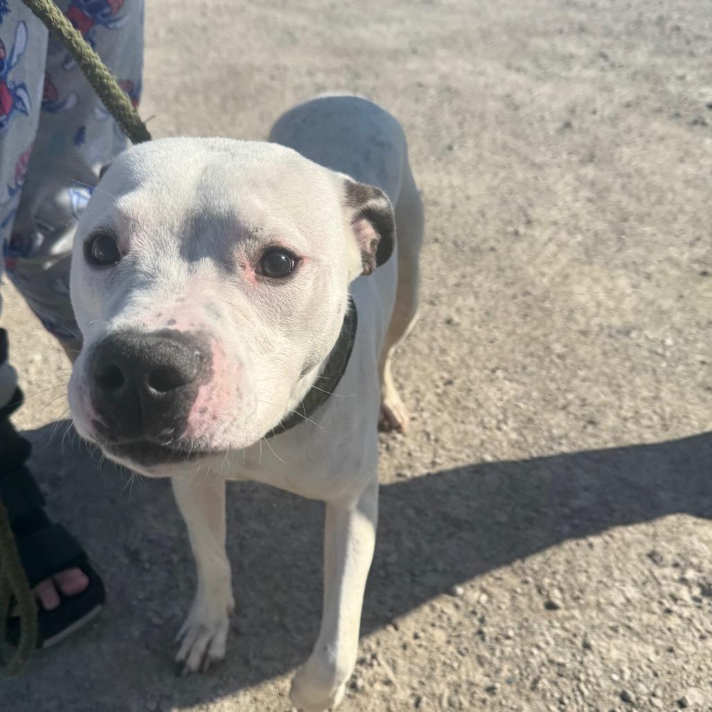 Enlarge Casey, a Adoptable American Bulldog in Grinnell, IA image 2/5
