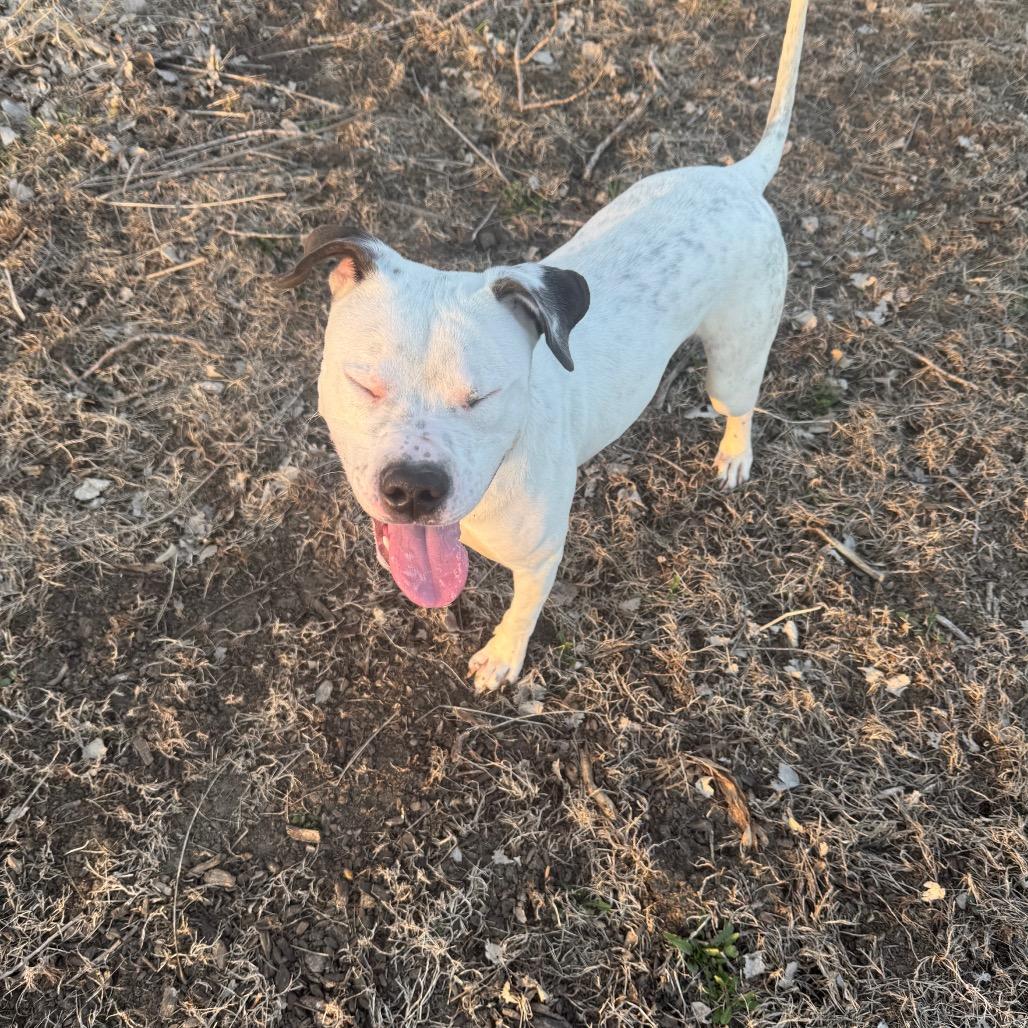 Enlarge Casey, a Adoptable American Bulldog in Grinnell, IA image 3/5