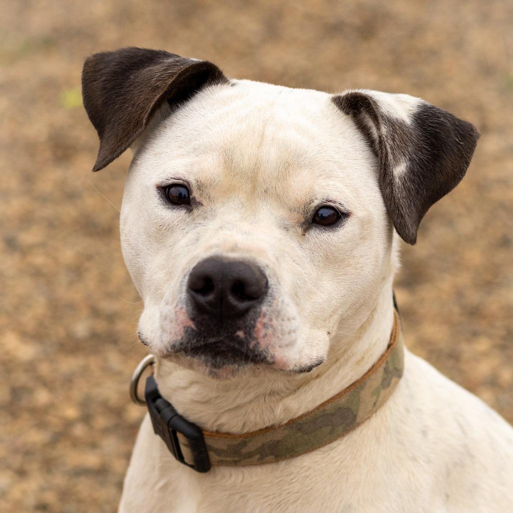 Enlarge Casey, a Adoptable American Bulldog in Grinnell, IA image 4/5