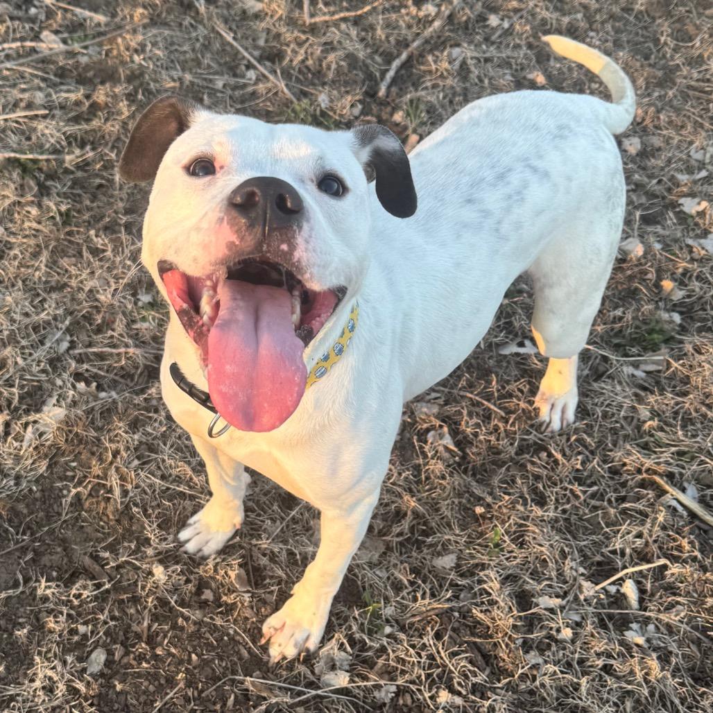 Enlarge Casey, a Adoptable American Bulldog in Grinnell, IA image 5/5