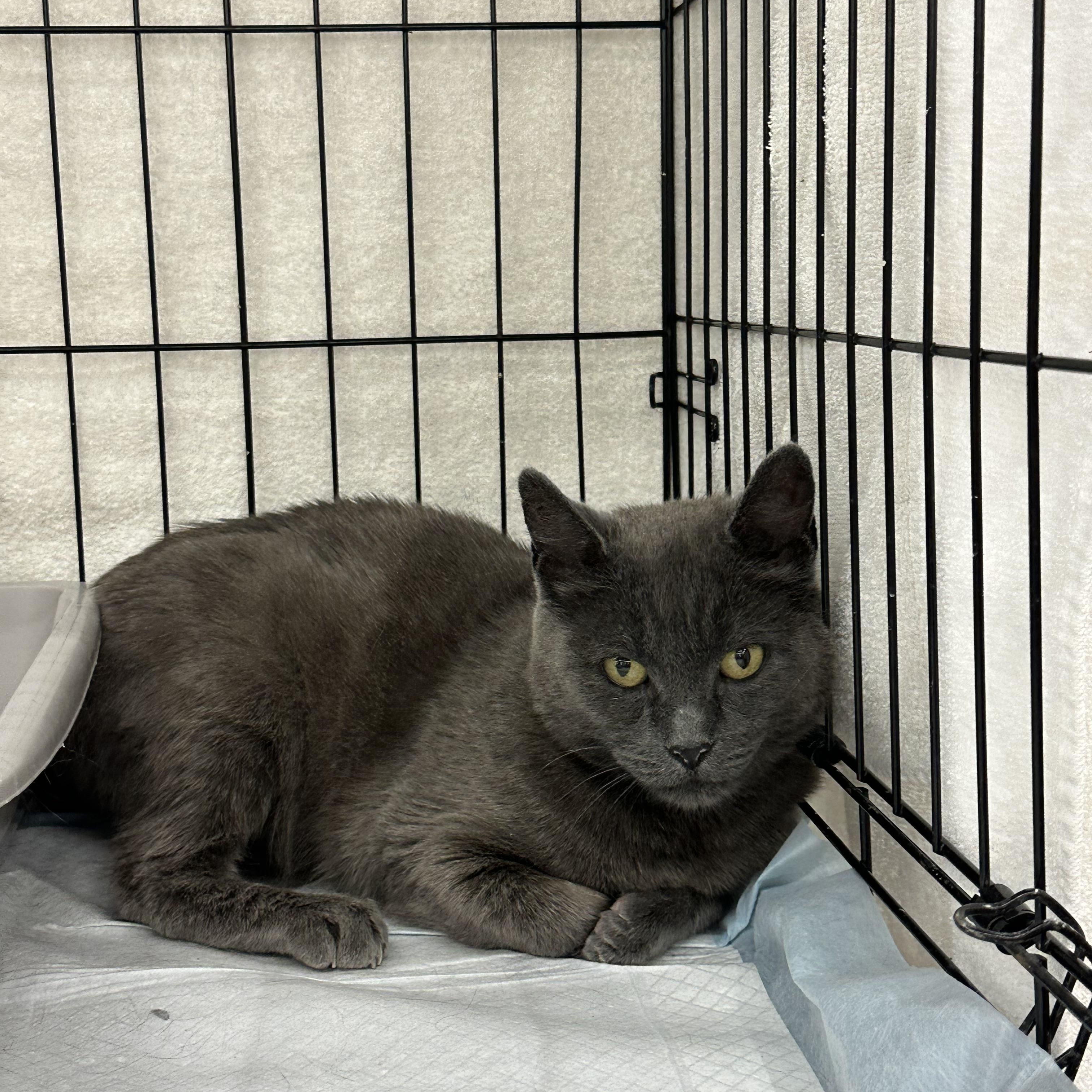 Greta, Young Female Russian Blue