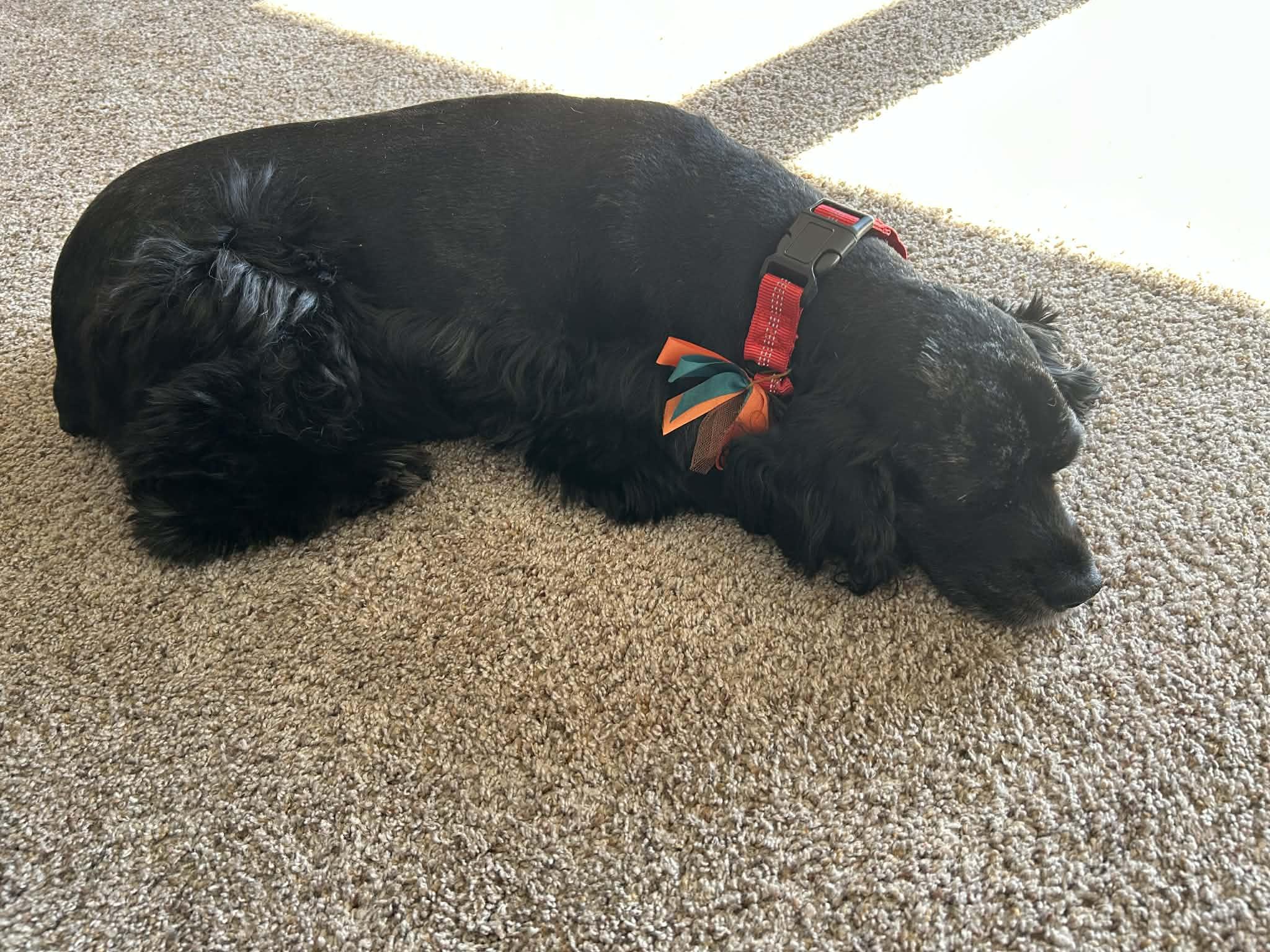 Cookie , a ADOPTABLE mixed breed in Scarborough, ON image 3/6