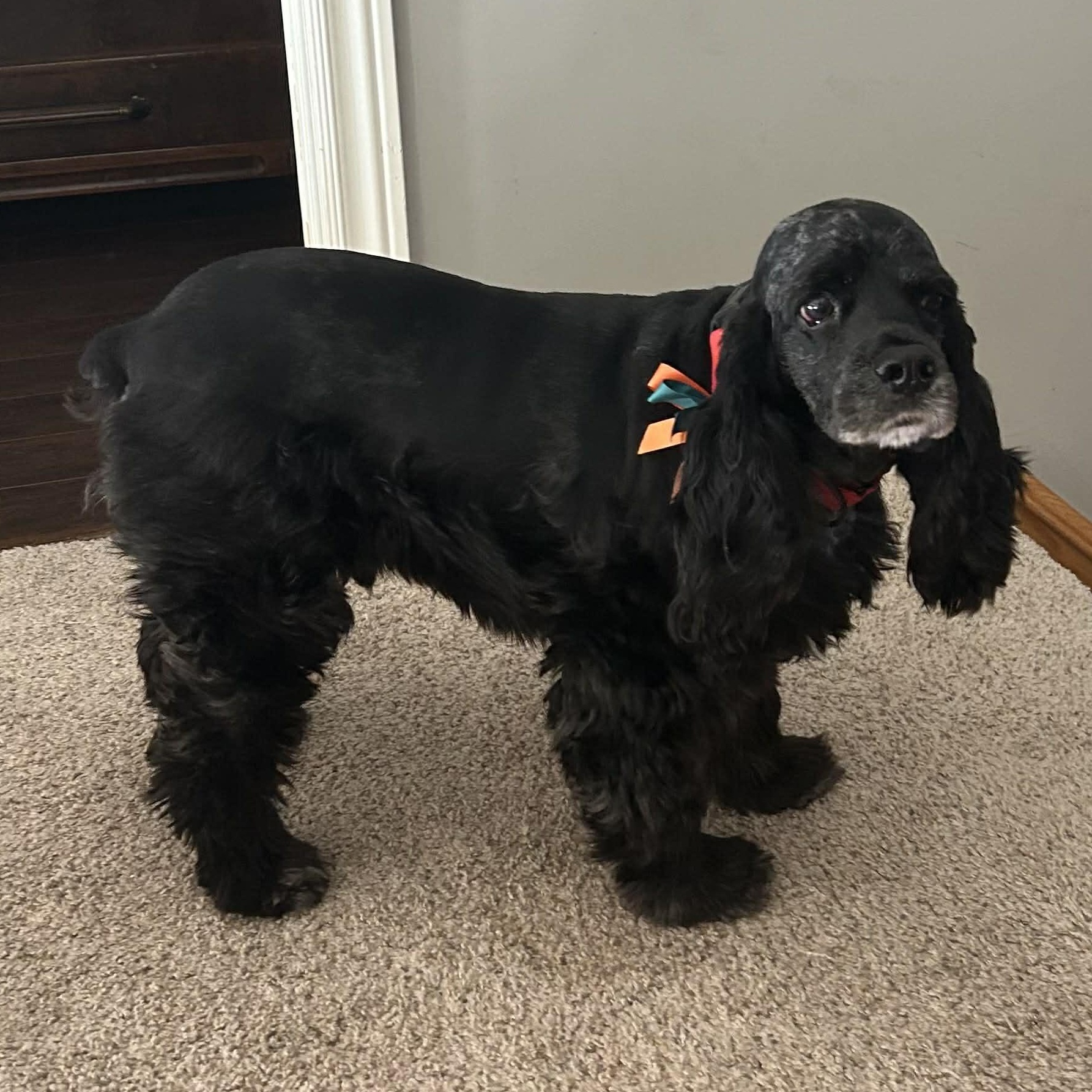 Cookie , ADOPTABLE, Adult Male Cocker Spaniel.
