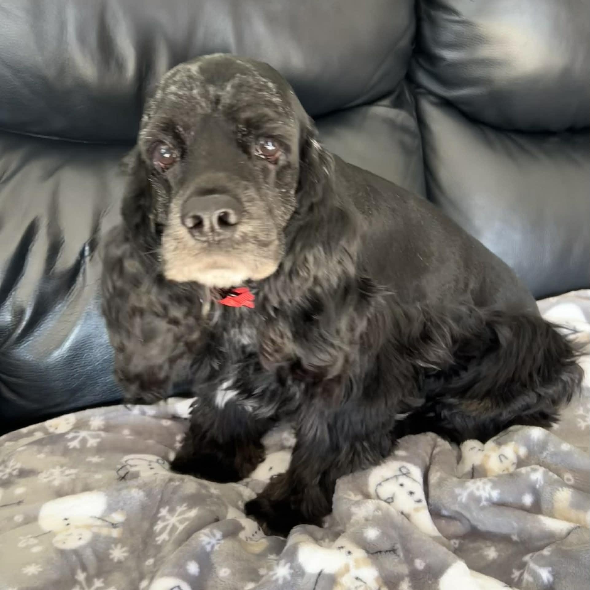 Cookie , a ADOPTABLE mixed breed in Scarborough, ON image 6/6