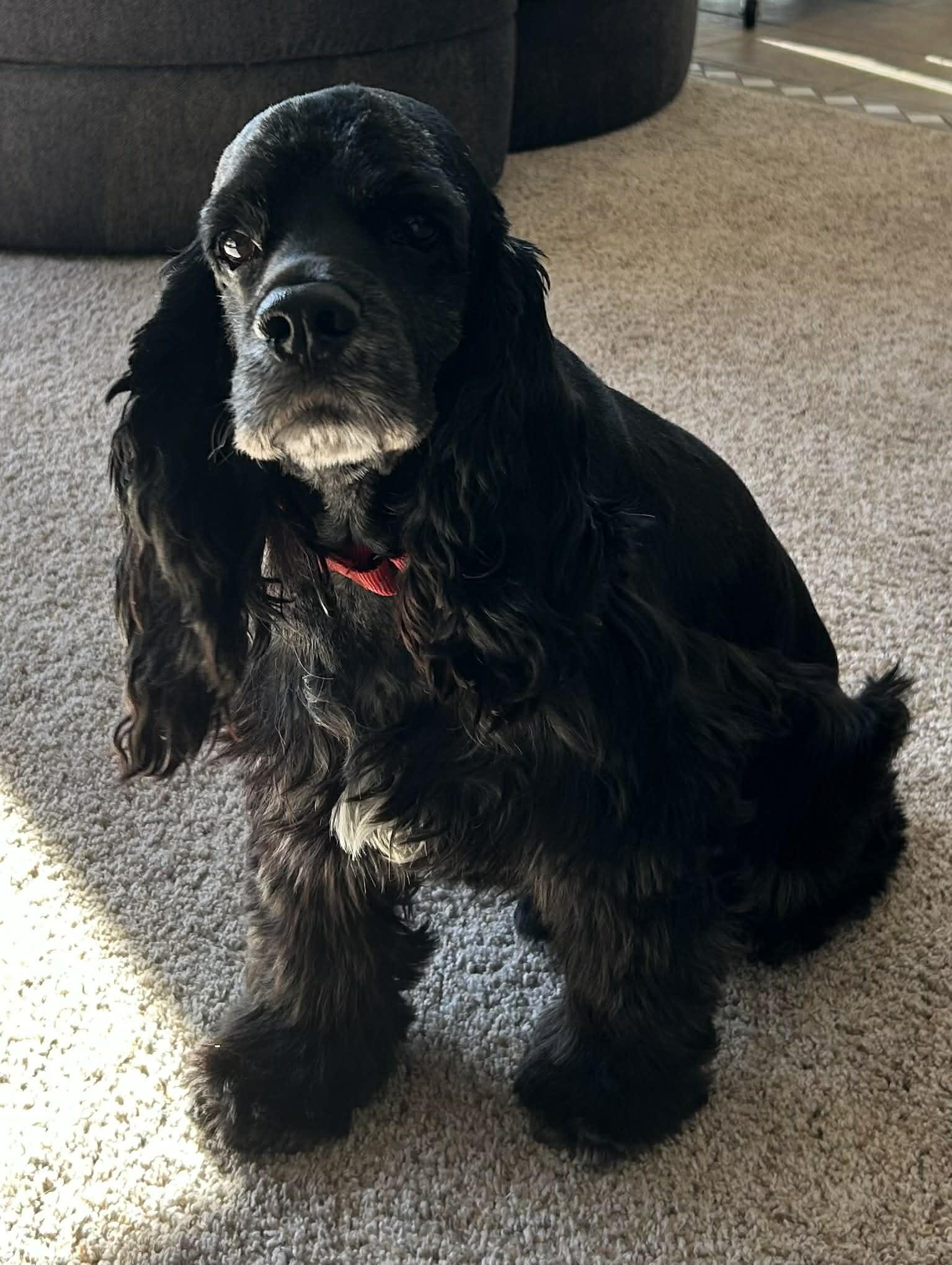 Cookie , a ADOPTABLE mixed breed in Scarborough, ON image 2/6