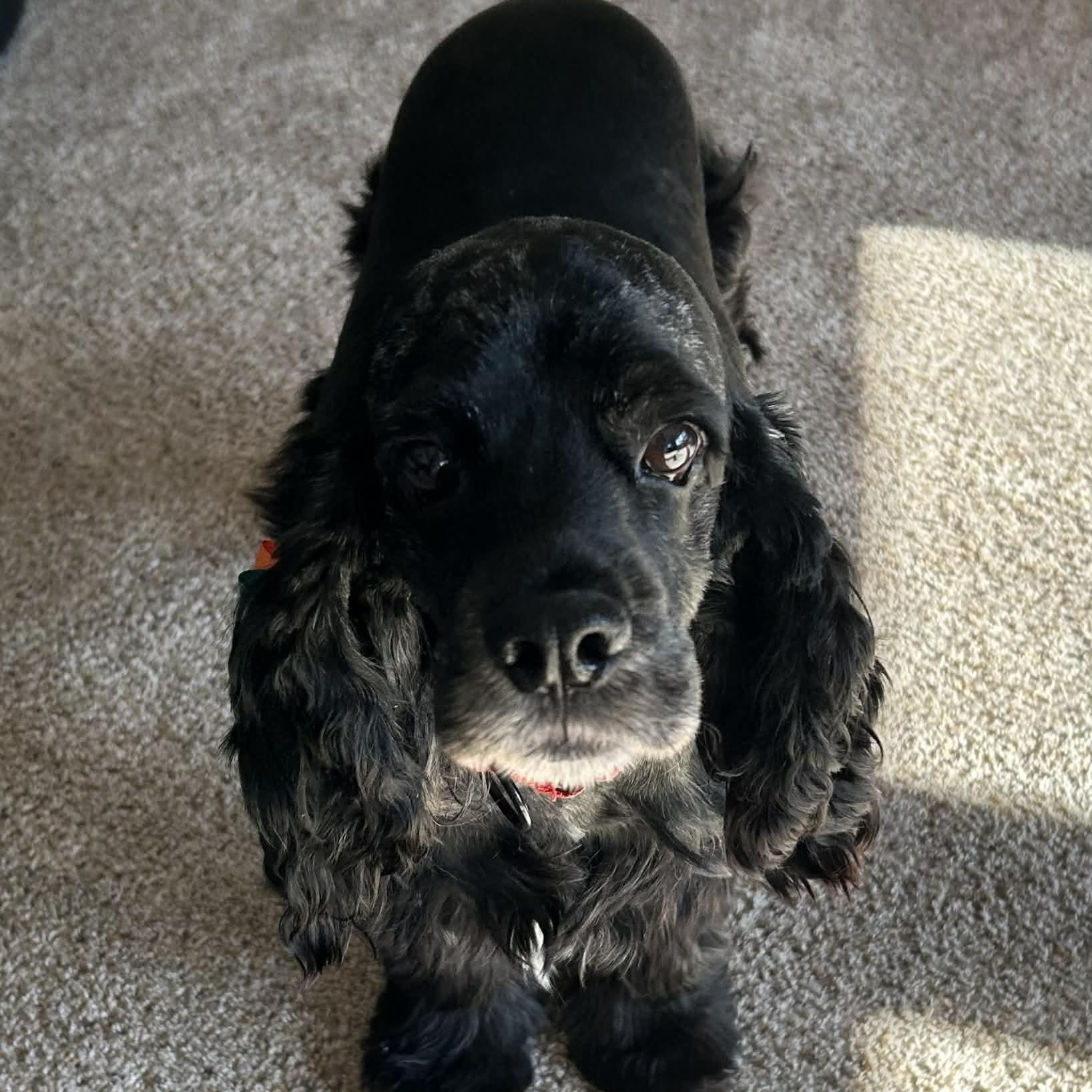 Cookie , a ADOPTABLE mixed breed in Scarborough, ON image 4/6