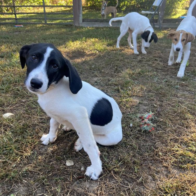Enlarge Astro, a Adoptable Mixed Breed in South Charleston, OH image 3/5