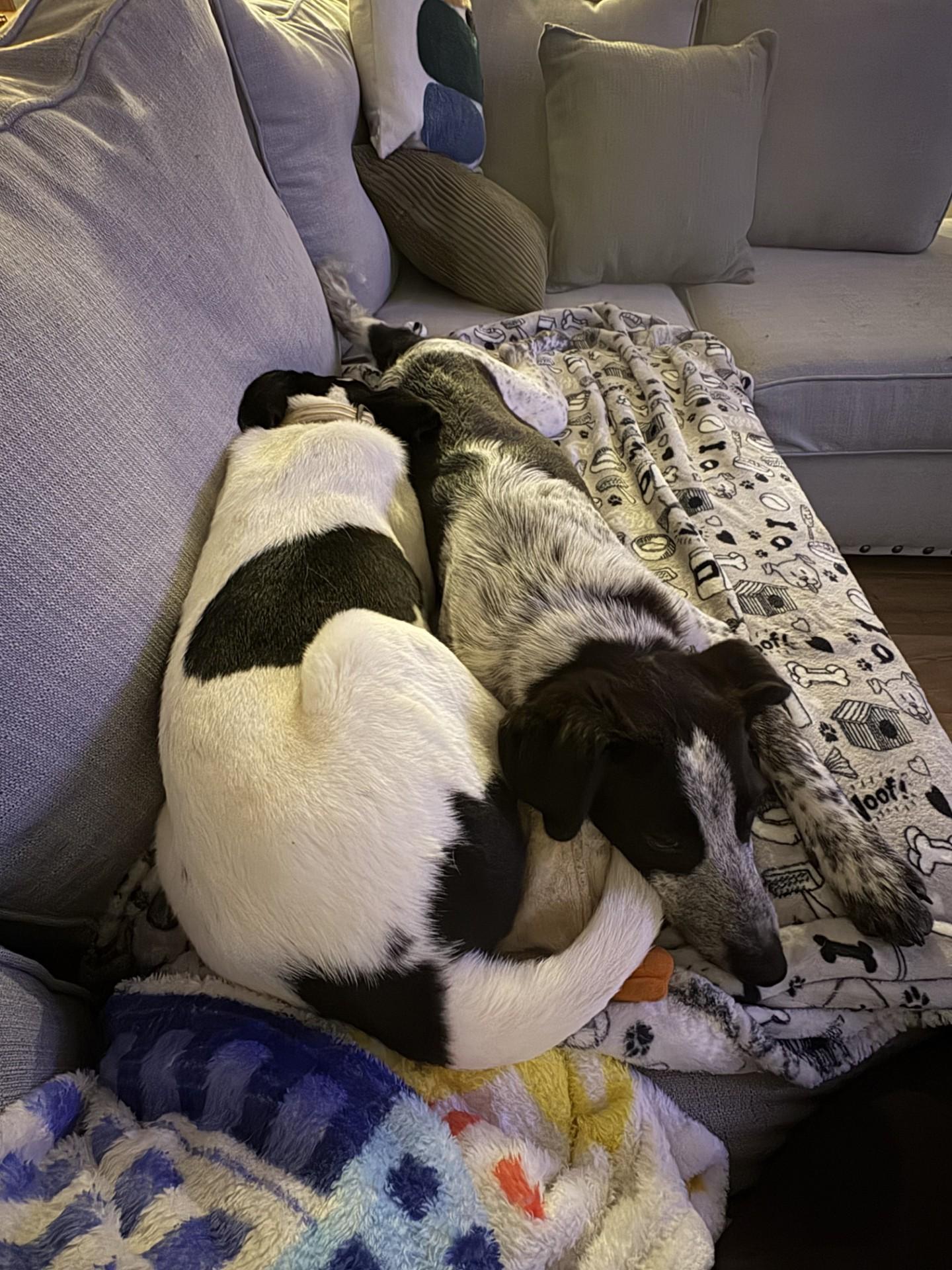 Enlarge Astro, a Adoptable Mixed Breed in South Charleston, OH image 4/5