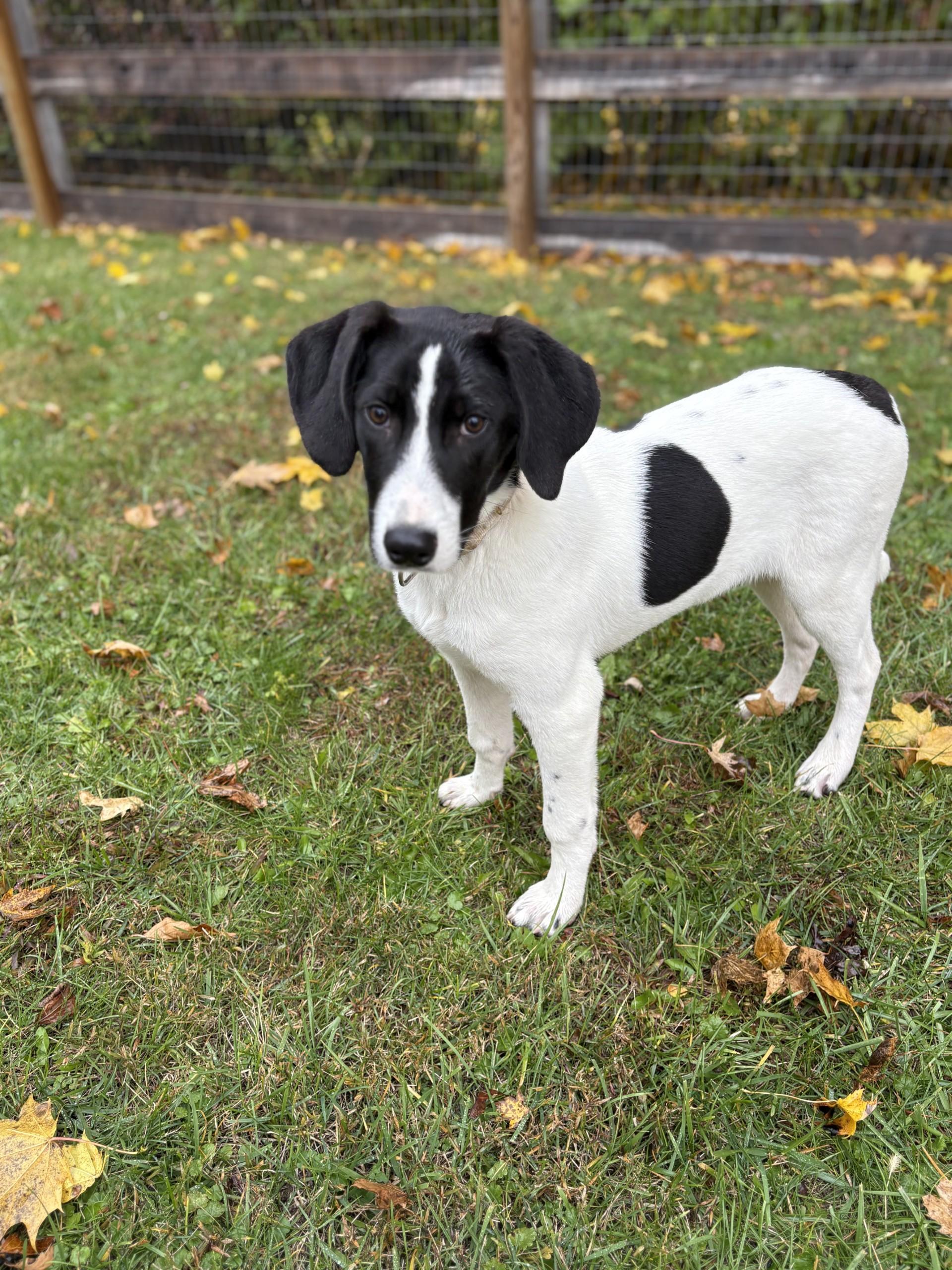 Enlarge Astro, a Adoptable Mixed Breed in South Charleston, OH image 1/5