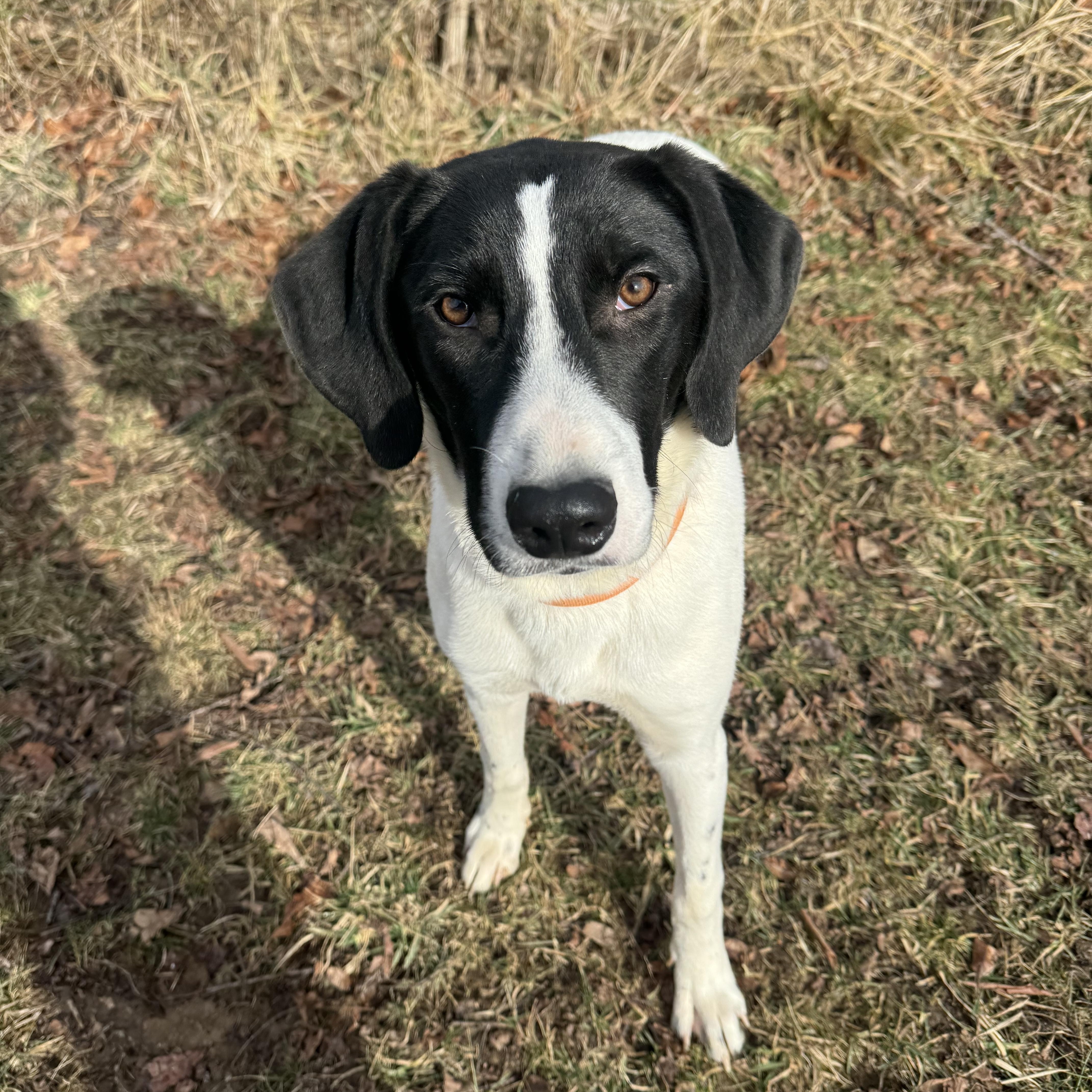 Astro, Adoptable, Puppy Male Mixed Breed.