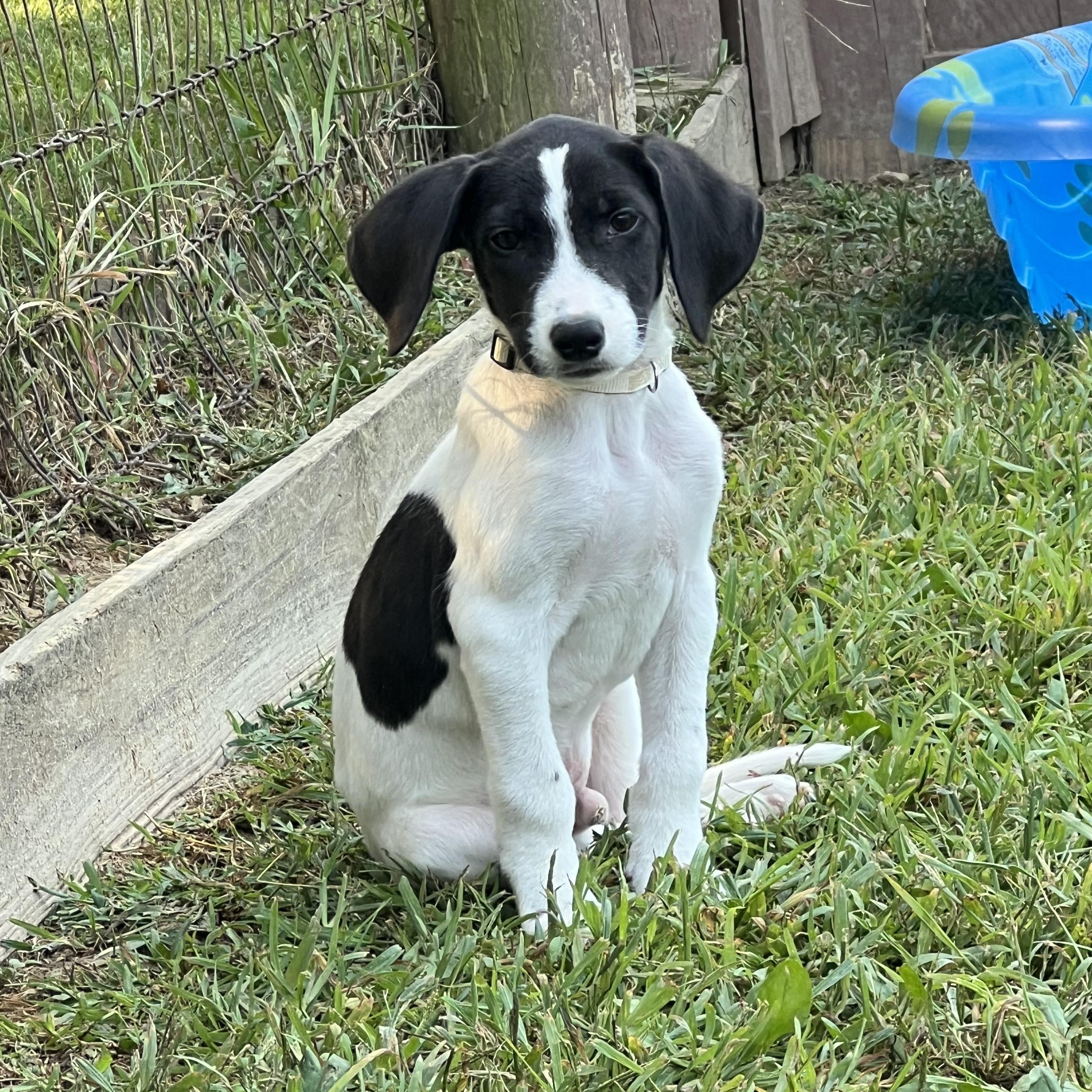 Astro