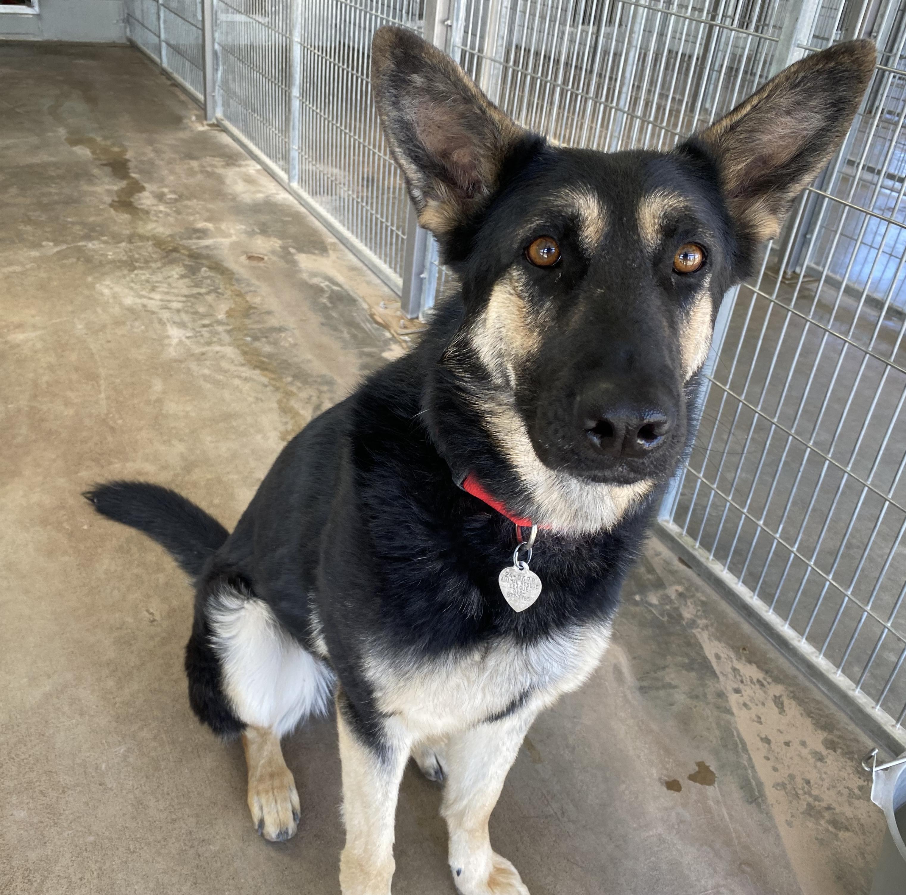 Patty, a Adoptable German Shepherd Dog in El Paso, TX image 4/6