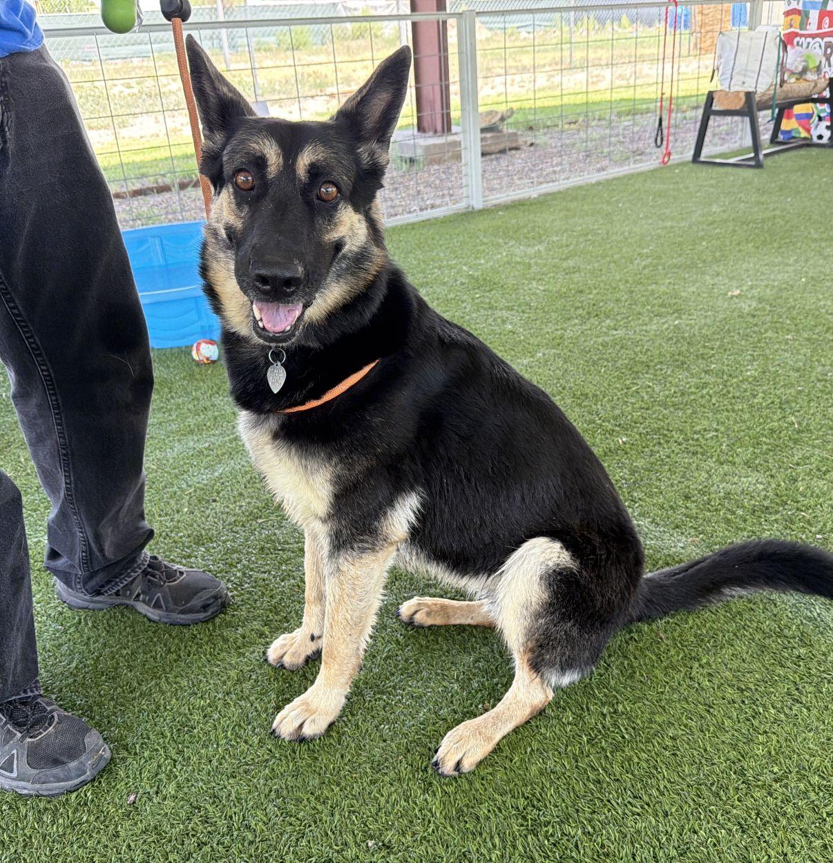 Patty, a Adoptable German Shepherd Dog in El Paso, TX image 1/6