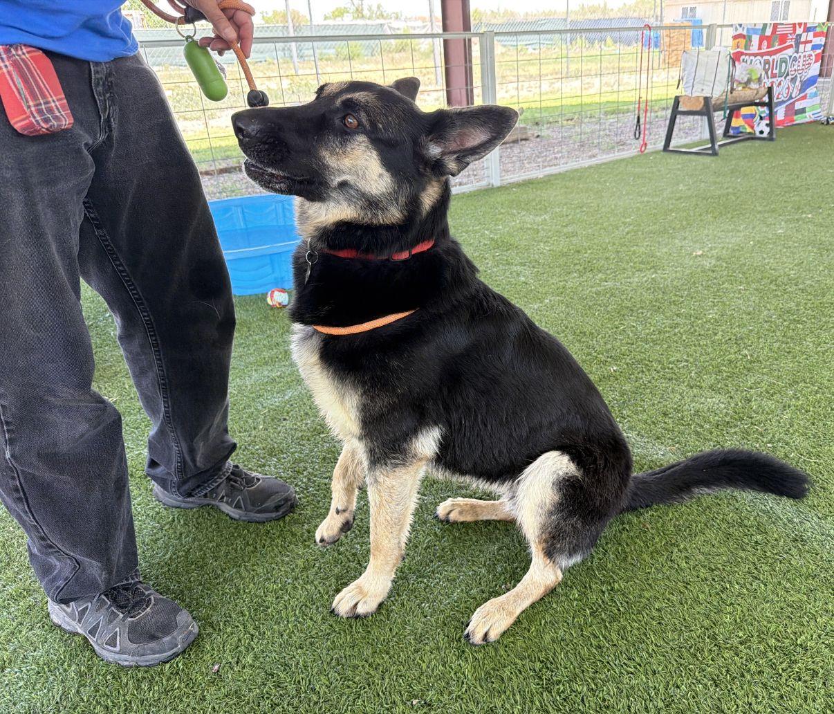 Patty, a Adoptable German Shepherd Dog in El Paso, TX image 6/6