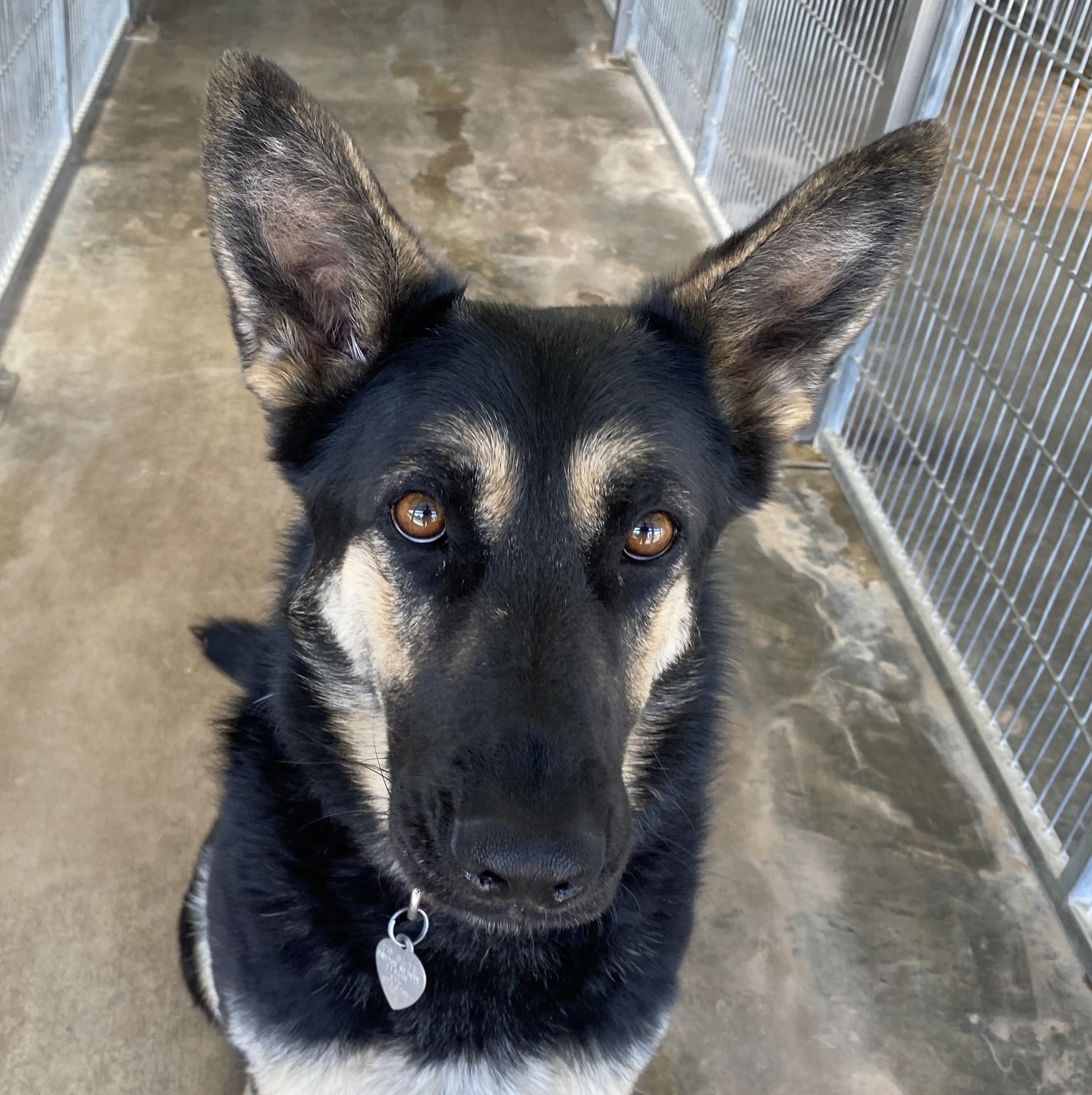 Patty, an adoptable German Shepherd Dog in El Paso, TX, 79821 | Photo Image 4