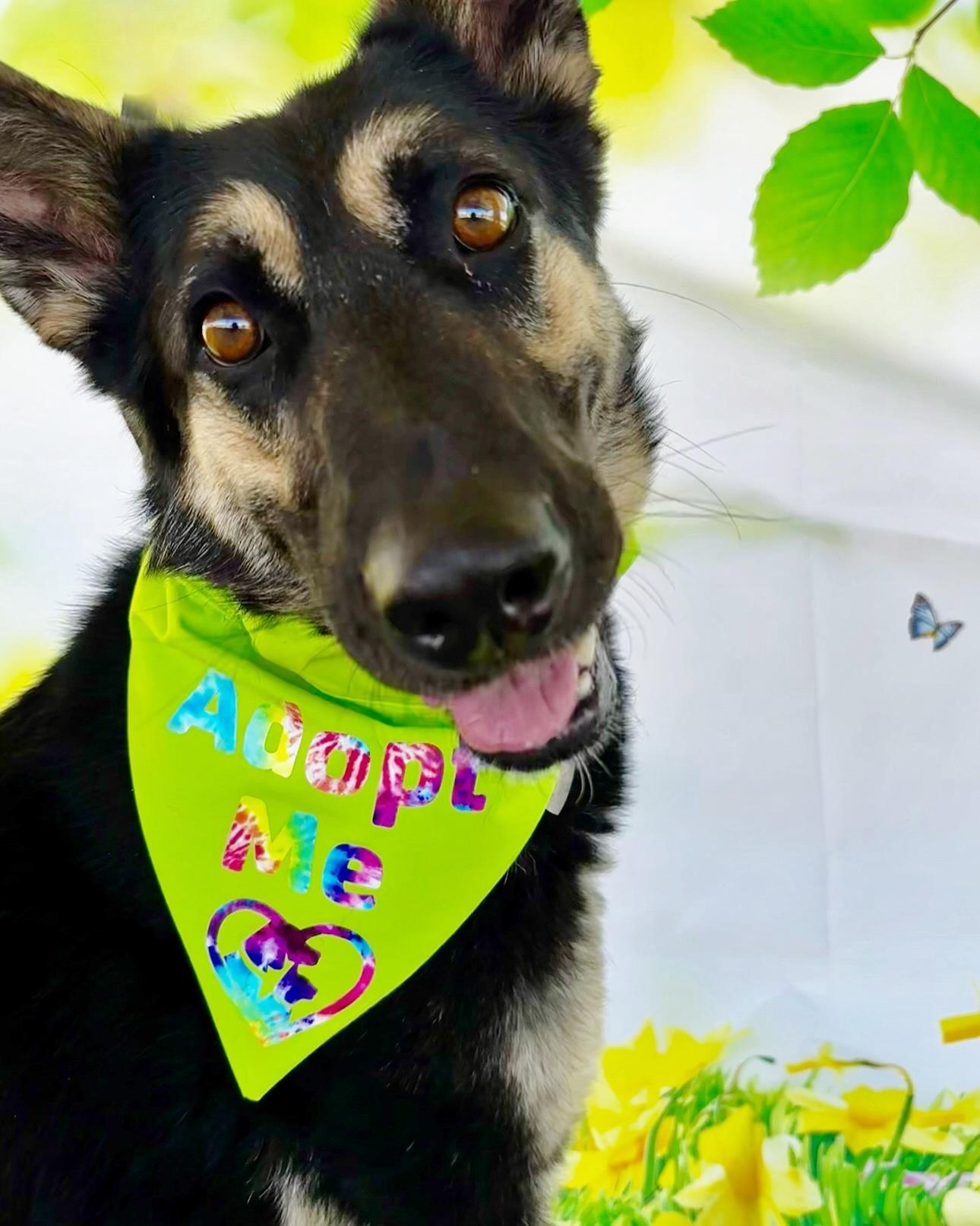 Patty, a Adoptable German Shepherd Dog in El Paso, TX image 2/6