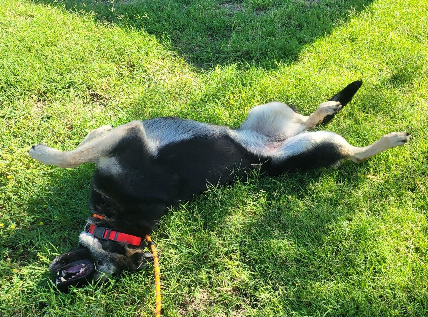 Patty, a Adoptable German Shepherd Dog in El Paso, TX image 3/6