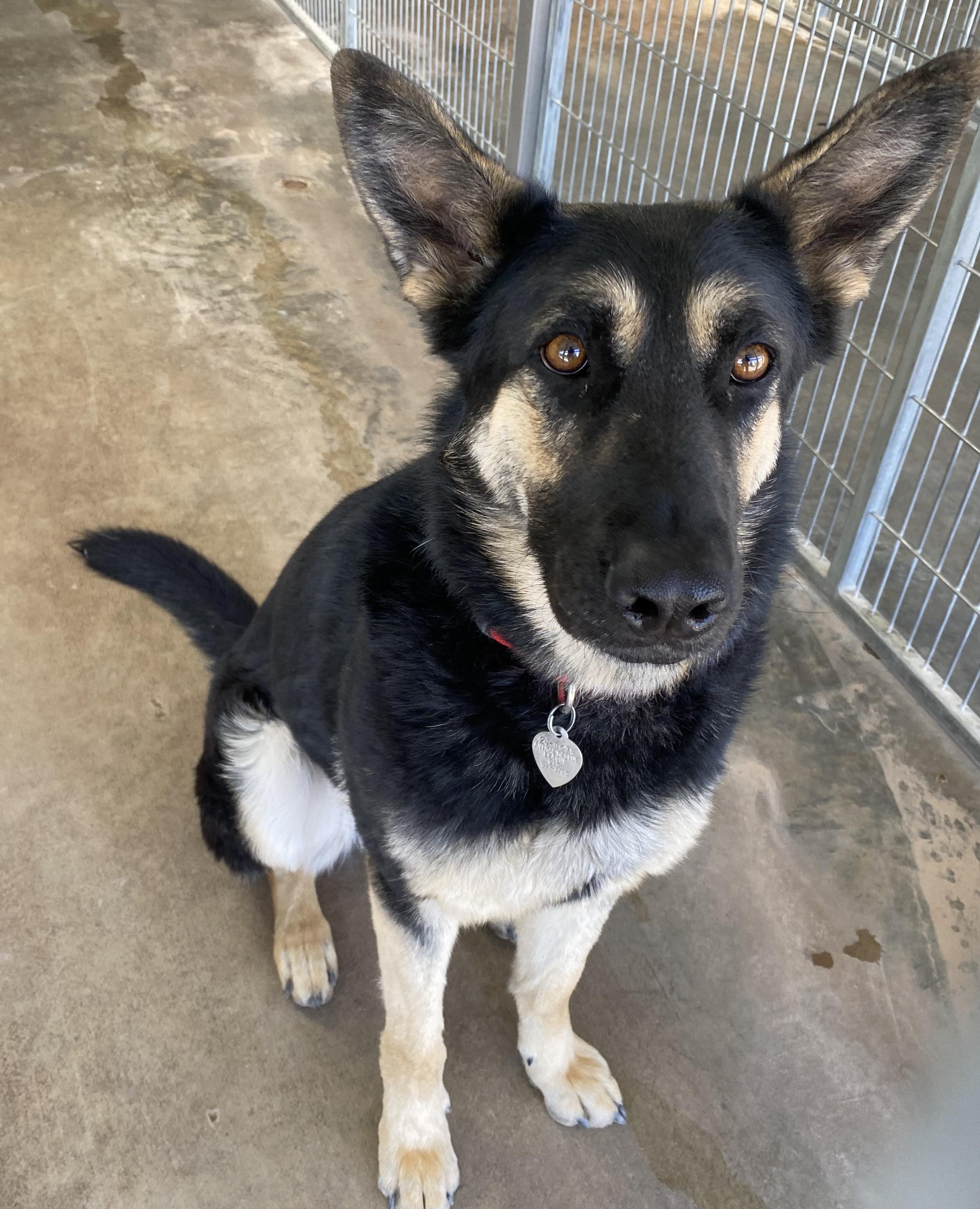 Patty, a Adoptable German Shepherd Dog in El Paso, TX image 6/6