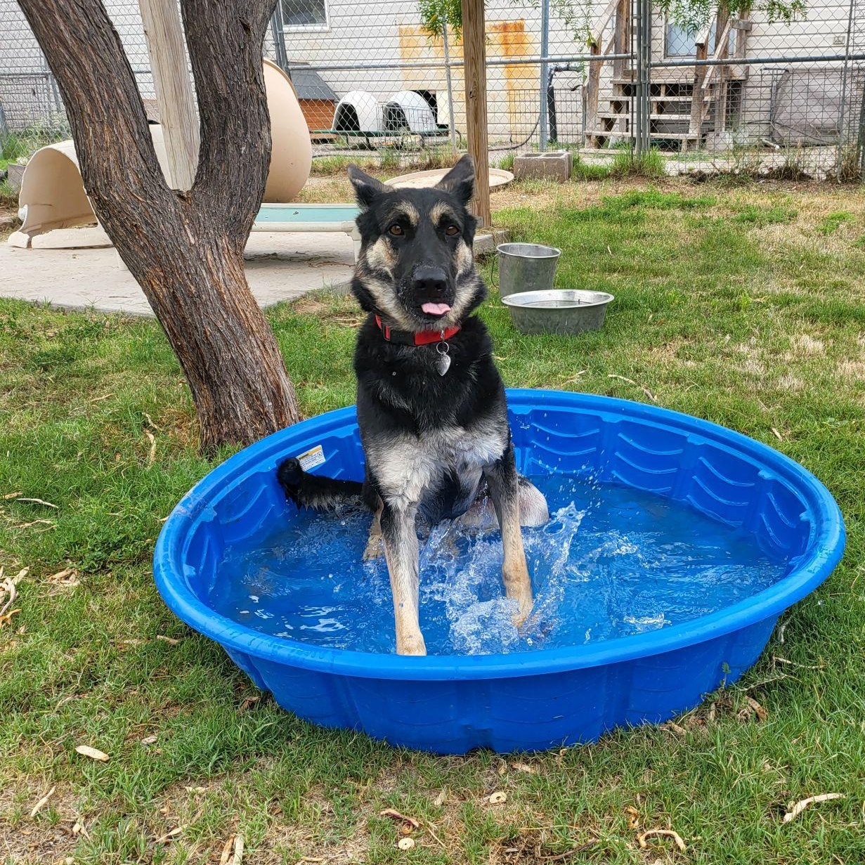 Patty, Adoptable, Adult Female German Shepherd Dog.