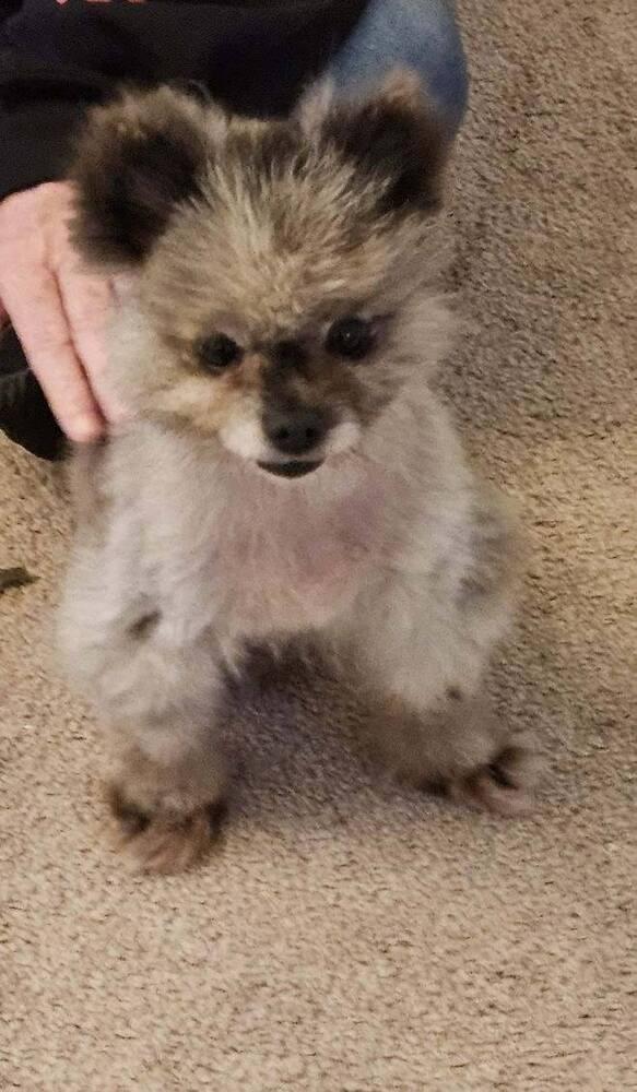 Lulu, Adoptable, Senior Female Pomeranian.