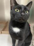 Cordelia, ADOPTABLE, Adult Female Domestic Short Hair.
