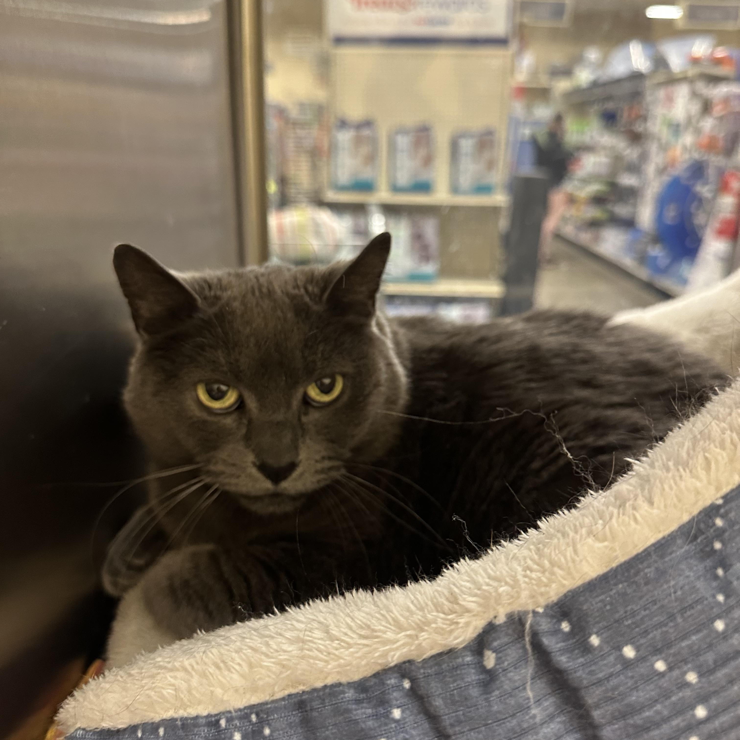 Stormy, ADOPTABLE, Adult Female Domestic Short Hair.