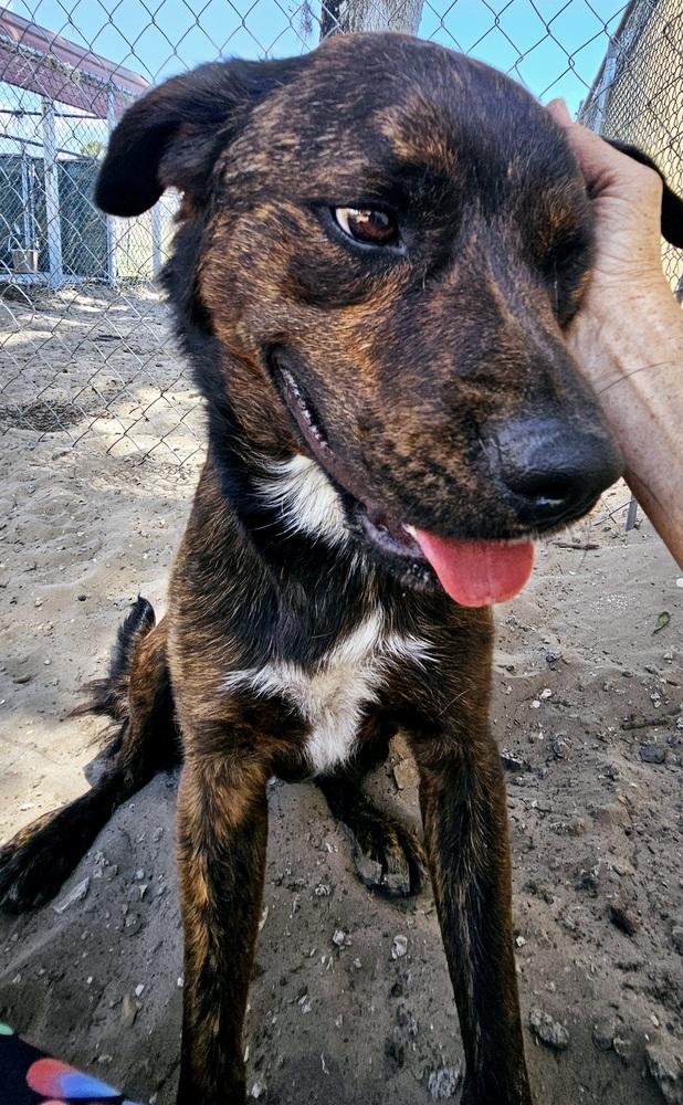 Nickel, Adoptable, Young Male Plott Hound.