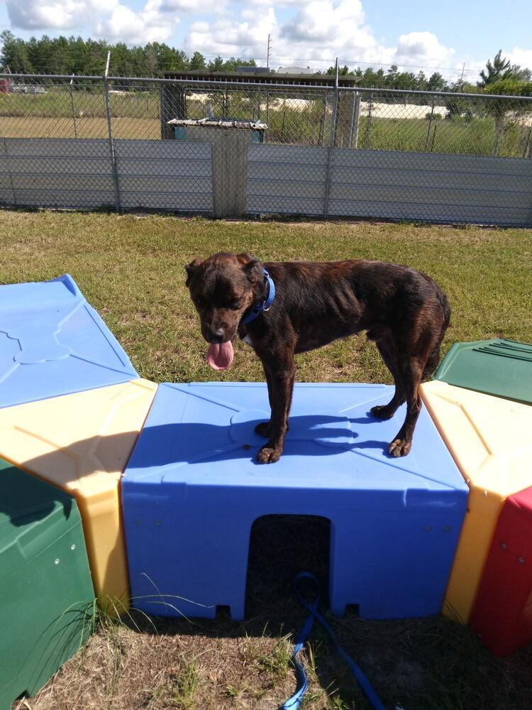 Enlarge Nickel, a Adoptable mixed breed in Crescent City, FL image 2/6