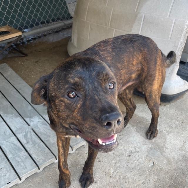 Enlarge Nickel, a Adoptable mixed breed in Crescent City, FL image 4/6