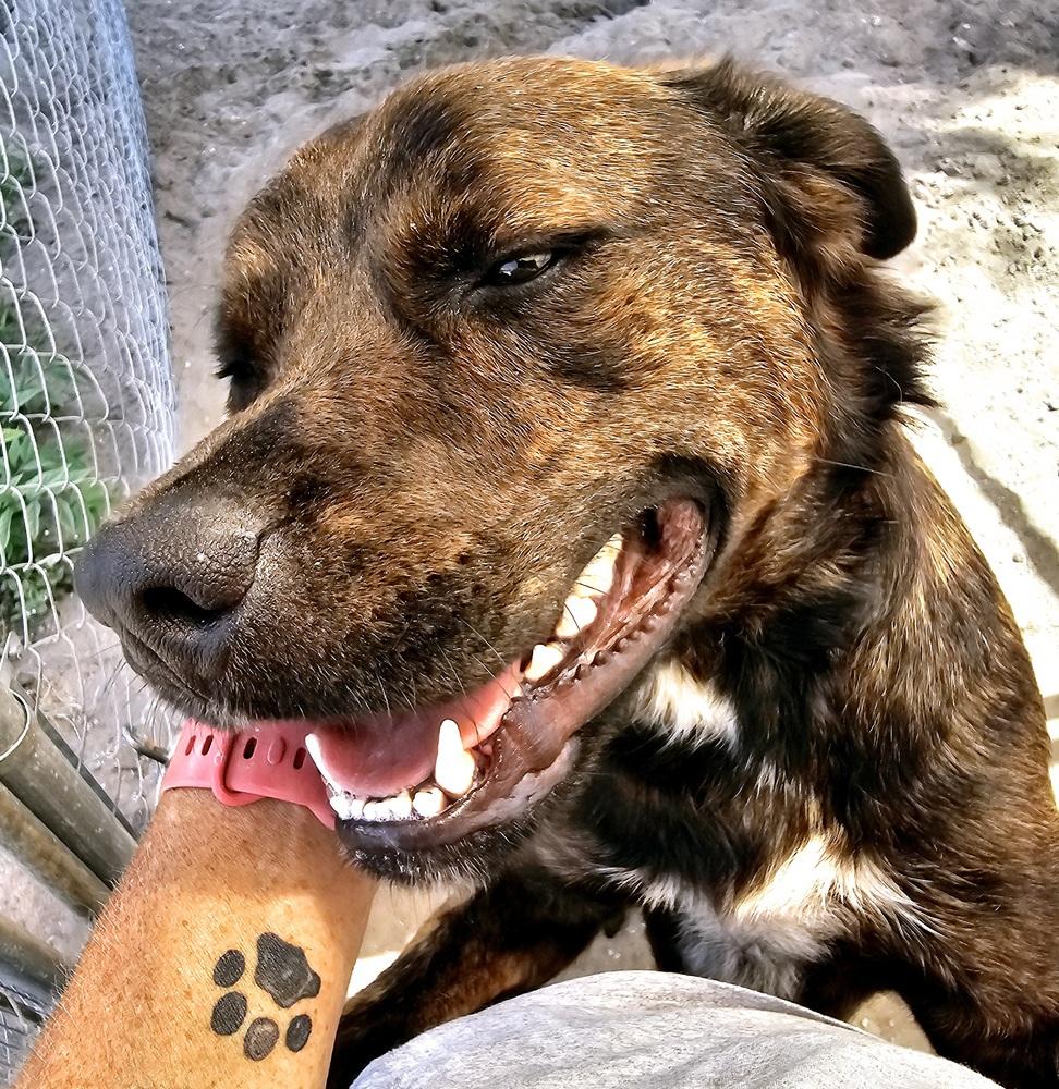 Enlarge Nickel, a Adoptable mixed breed in Crescent City, FL image 6/6