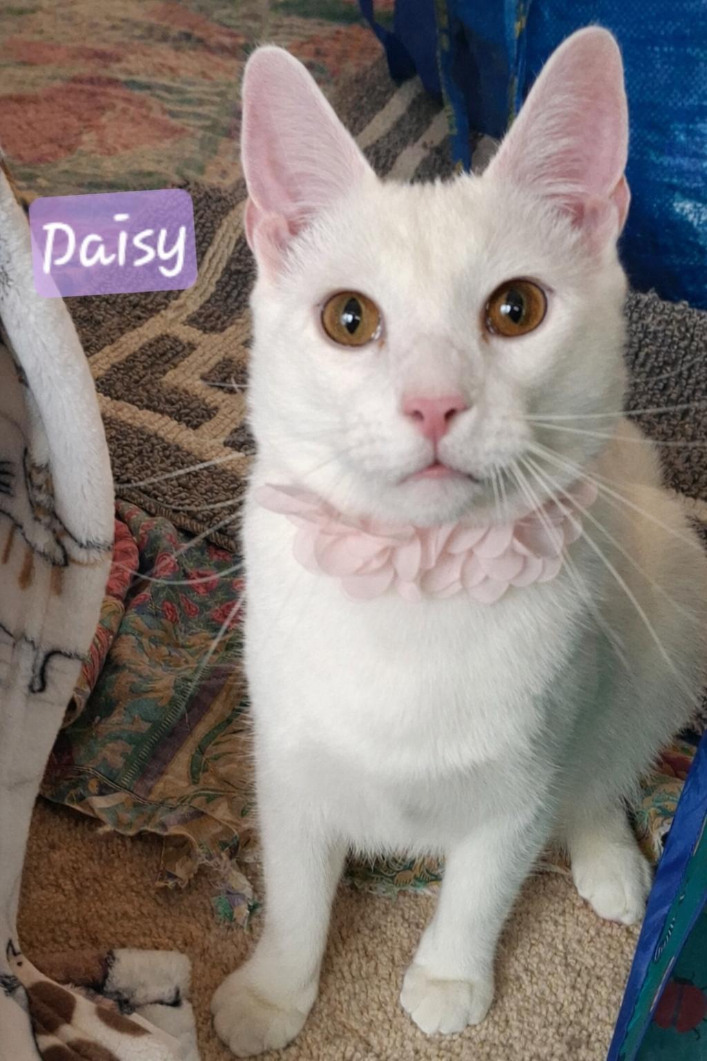 Daisy & Snowflake, a Adoptable mixed breed in Riverside, CA image 2/5