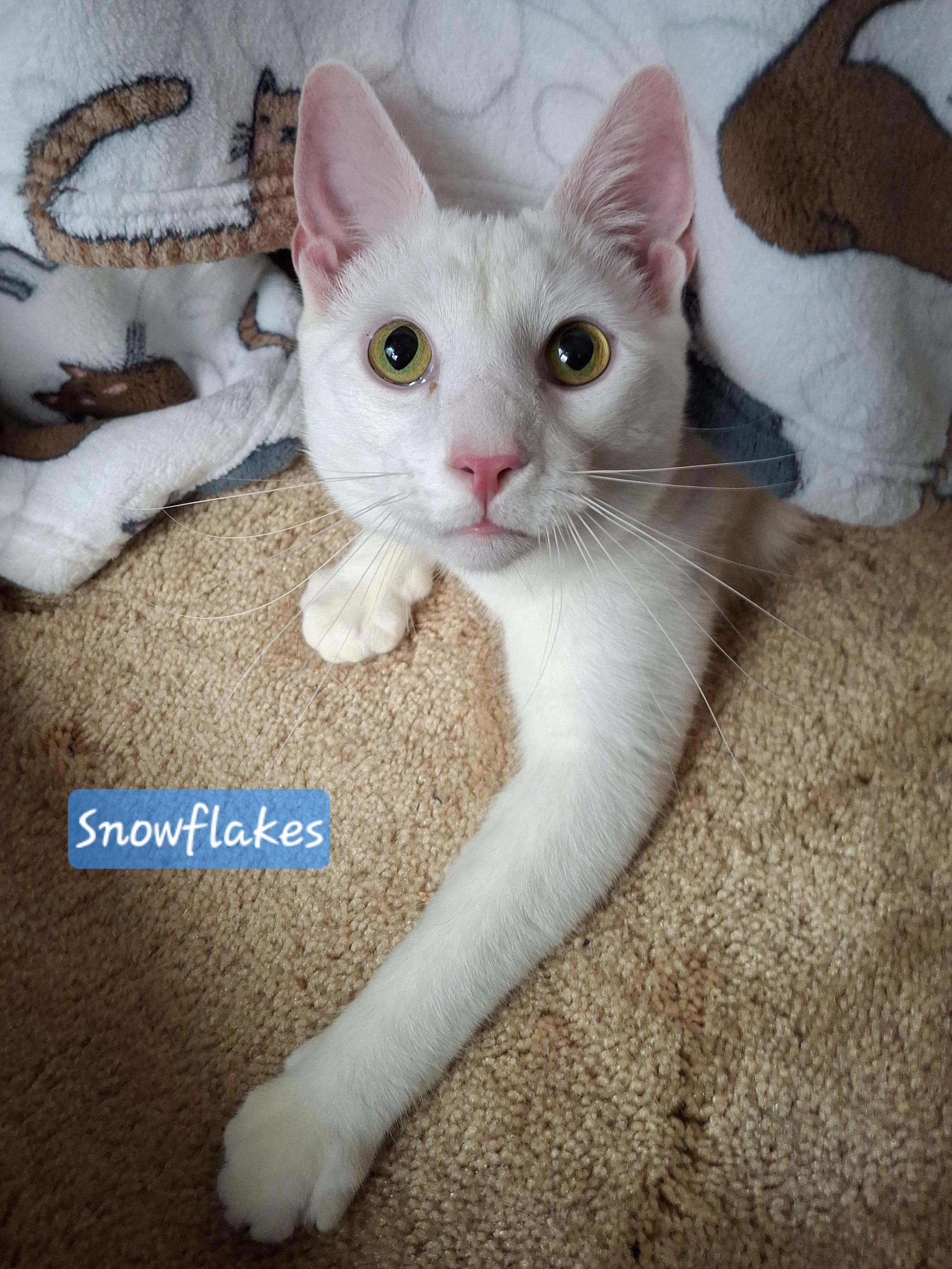Daisy & Snowflake, a Adoptable mixed breed in Riverside, CA image 5/5