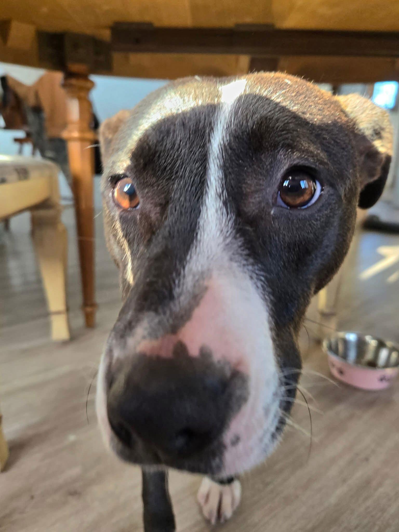 Tabitha, Adoptable, Puppy Female Labrador Retriever.