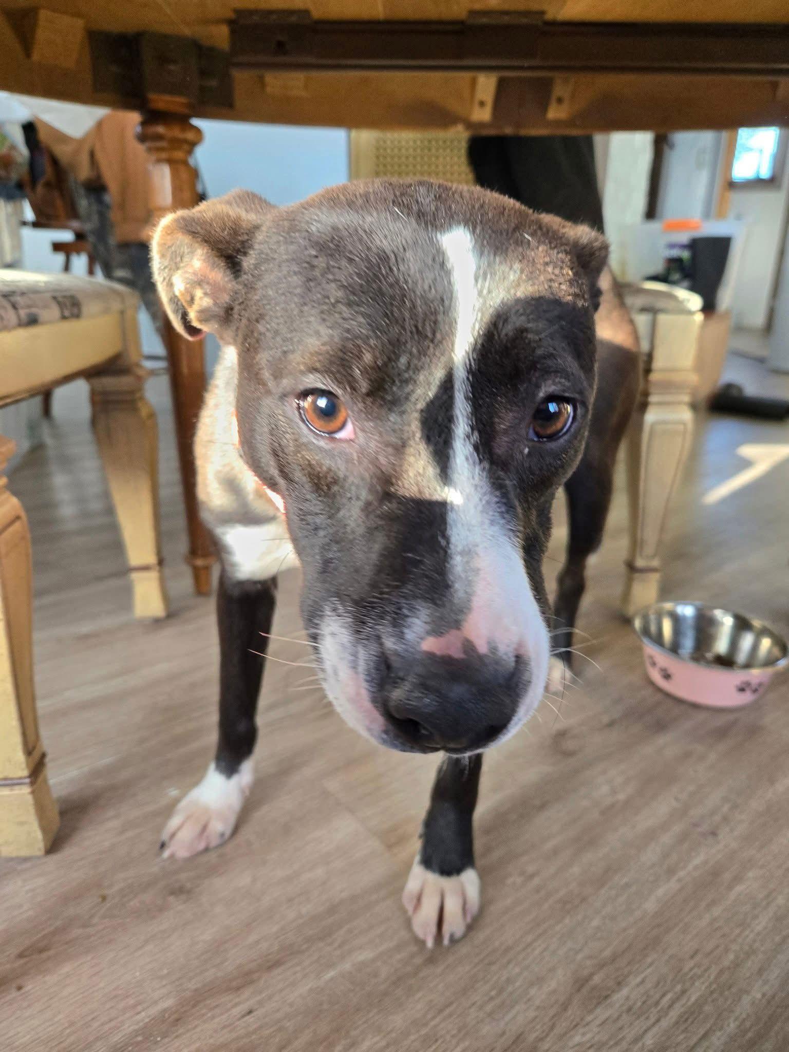 Enlarge Tabitha, a Adoptable Labrador Retriever in New London, WI image 2/2