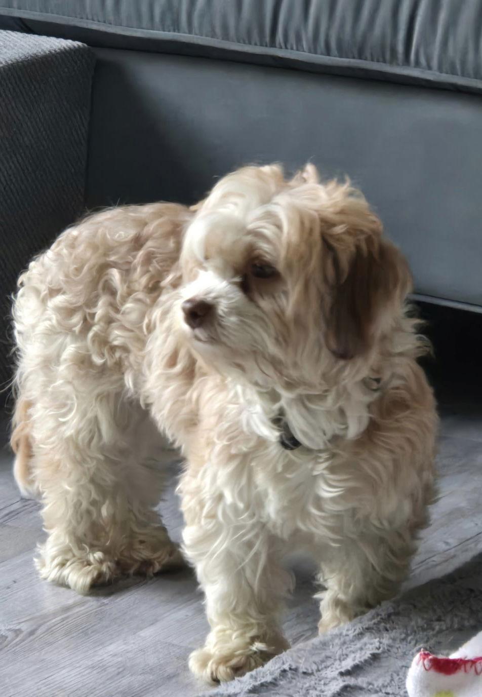 Baby, a Adopted Havanese in Fort Wayne, IN image 1/3