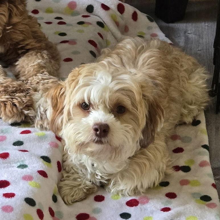 Baby, a Adopted Havanese in Fort Wayne, IN image 2/3