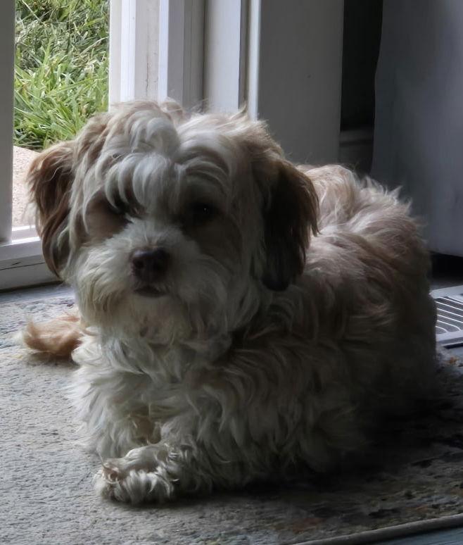 Baby, a Adopted Havanese in Fort Wayne, IN image 3/3