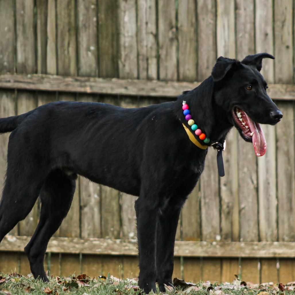 Enlarge Pickles, a Adoptable mixed breed in Madisonville, KY image 1/6