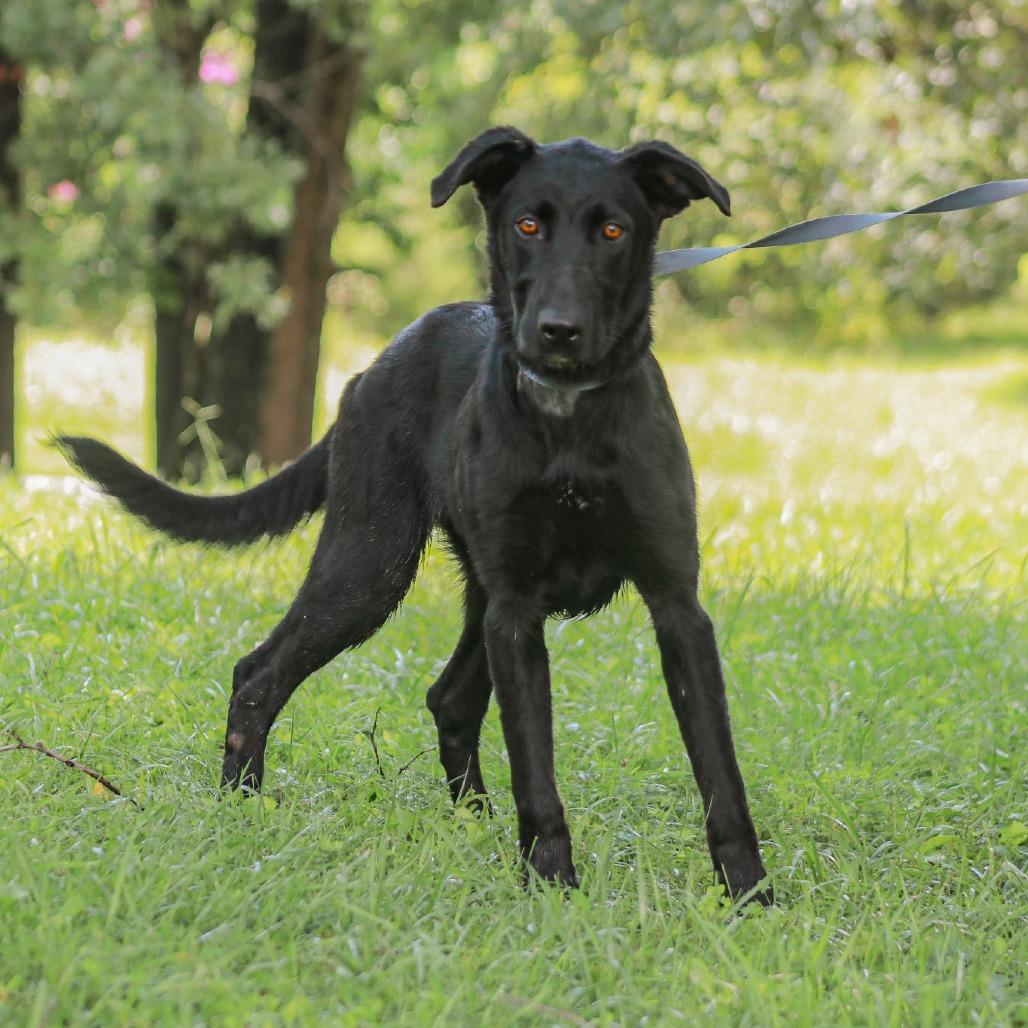 Enlarge Pickles, a Adoptable mixed breed in Madisonville, KY image 2/6