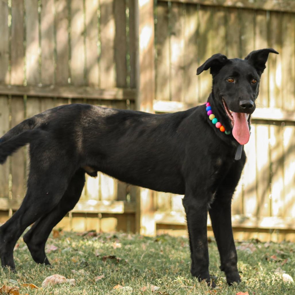 Enlarge Pickles, a Adoptable mixed breed in Madisonville, KY image 3/6