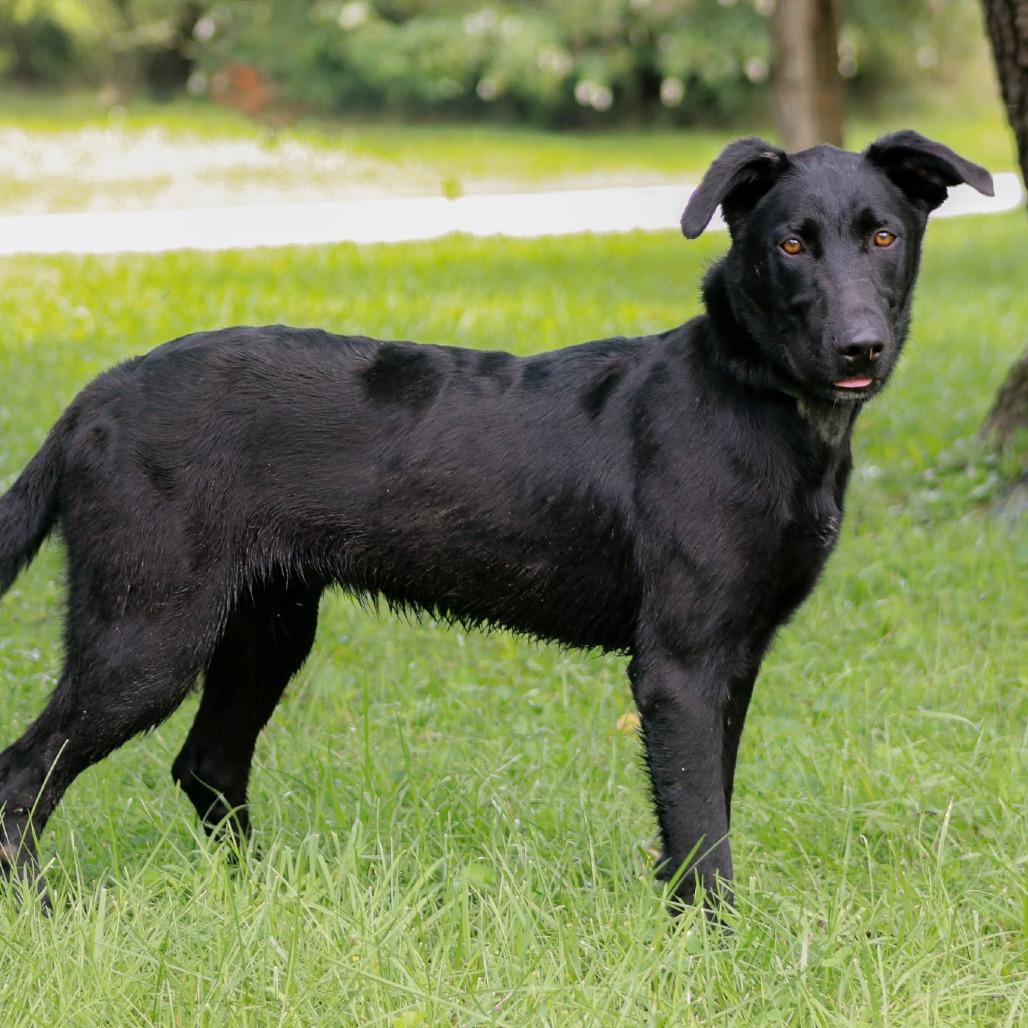 Enlarge Pickles, a Adoptable mixed breed in Madisonville, KY image 4/6