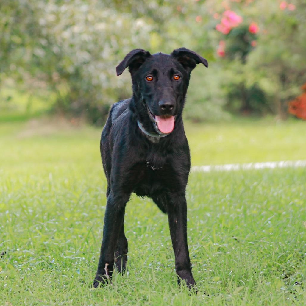 Enlarge Pickles, a Adoptable mixed breed in Madisonville, KY image 5/6