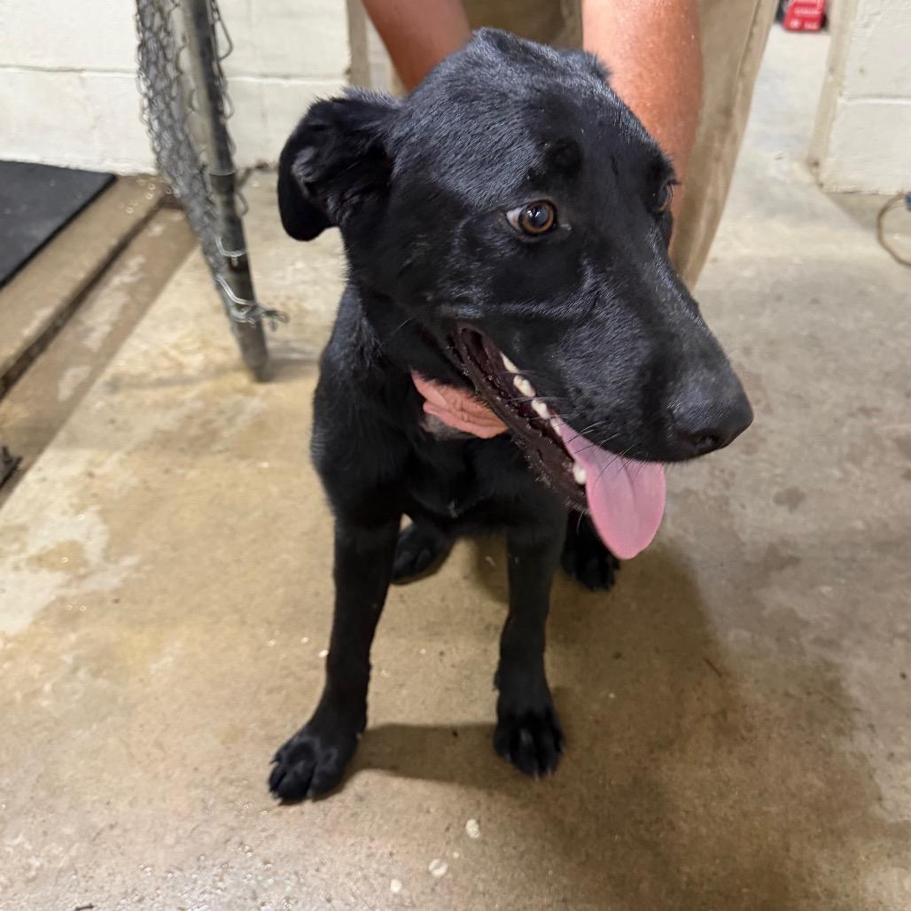 Enlarge Pickles, a Adoptable mixed breed in Madisonville, KY image 6/6
