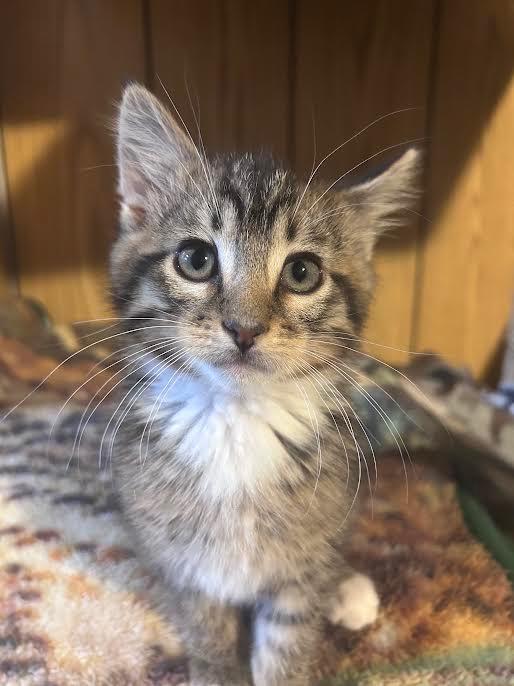 Enlarge Elmo, a Adopted mixed breed in Logan, UT image 1/1