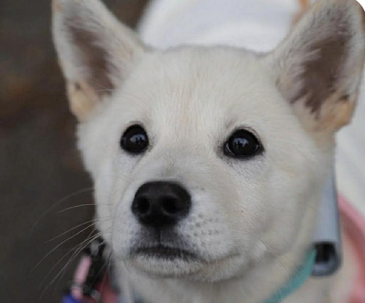 Pudding, adopted, Puppy Female Jindo.
