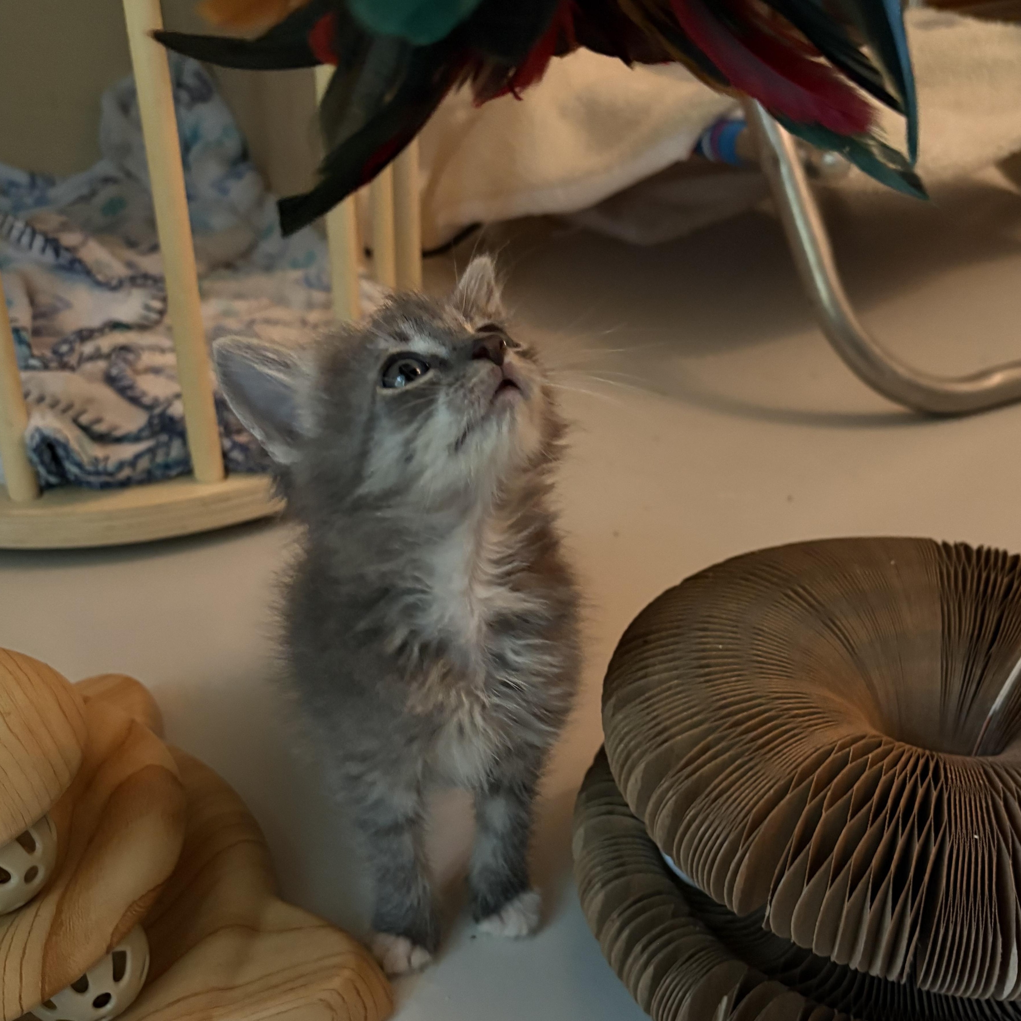 Enlarge Katt, an adopted Domestic Medium Hair in Hickory, NC image 5/6